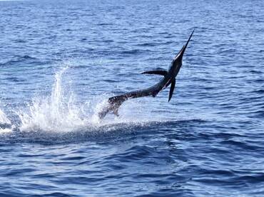 Quepos Report Photo 1