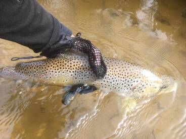 Baldwin Report Photo 1