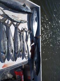 Sneads Ferry Report Photo 1