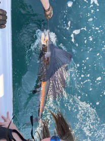 Shalimar Report Photo 2