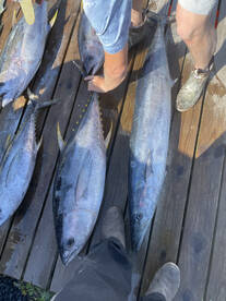 Wanchese Report Photo 2