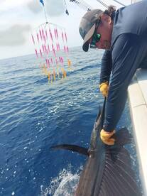 Plentiful tuna & sailfish