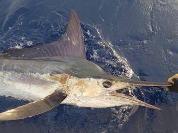 Ambition report 21st. November' 16