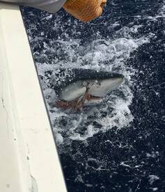 Fort Lauderdale Report Photo 2