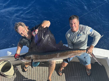 Beautiful Sailfish
