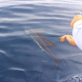 Quepos Report Photo 1