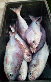 Great Catch of big Barrel Fish