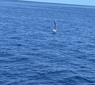 Sailfishing and bottom fishing