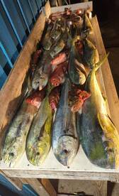 Mahi are here, the gulfstream is hot!