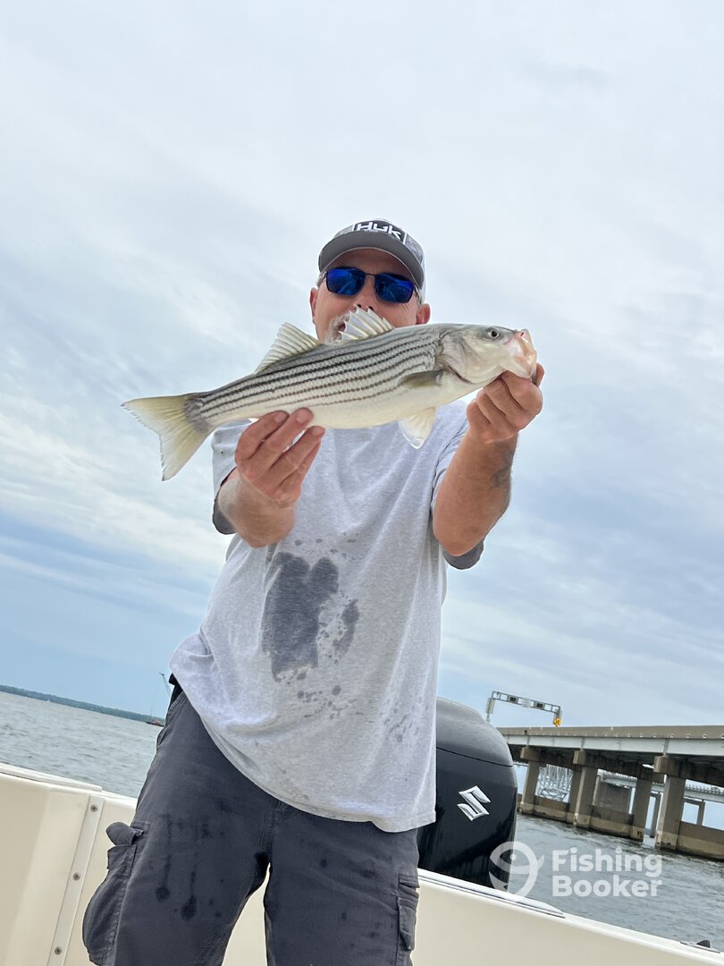 Bellevue Report Photo 0