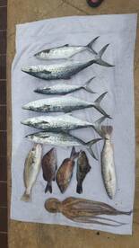 Bay Pines Report Photo 1