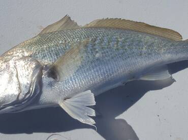 Bay Pines Report Photo 2