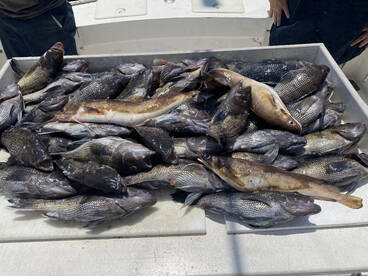 Seabass season starts may 17