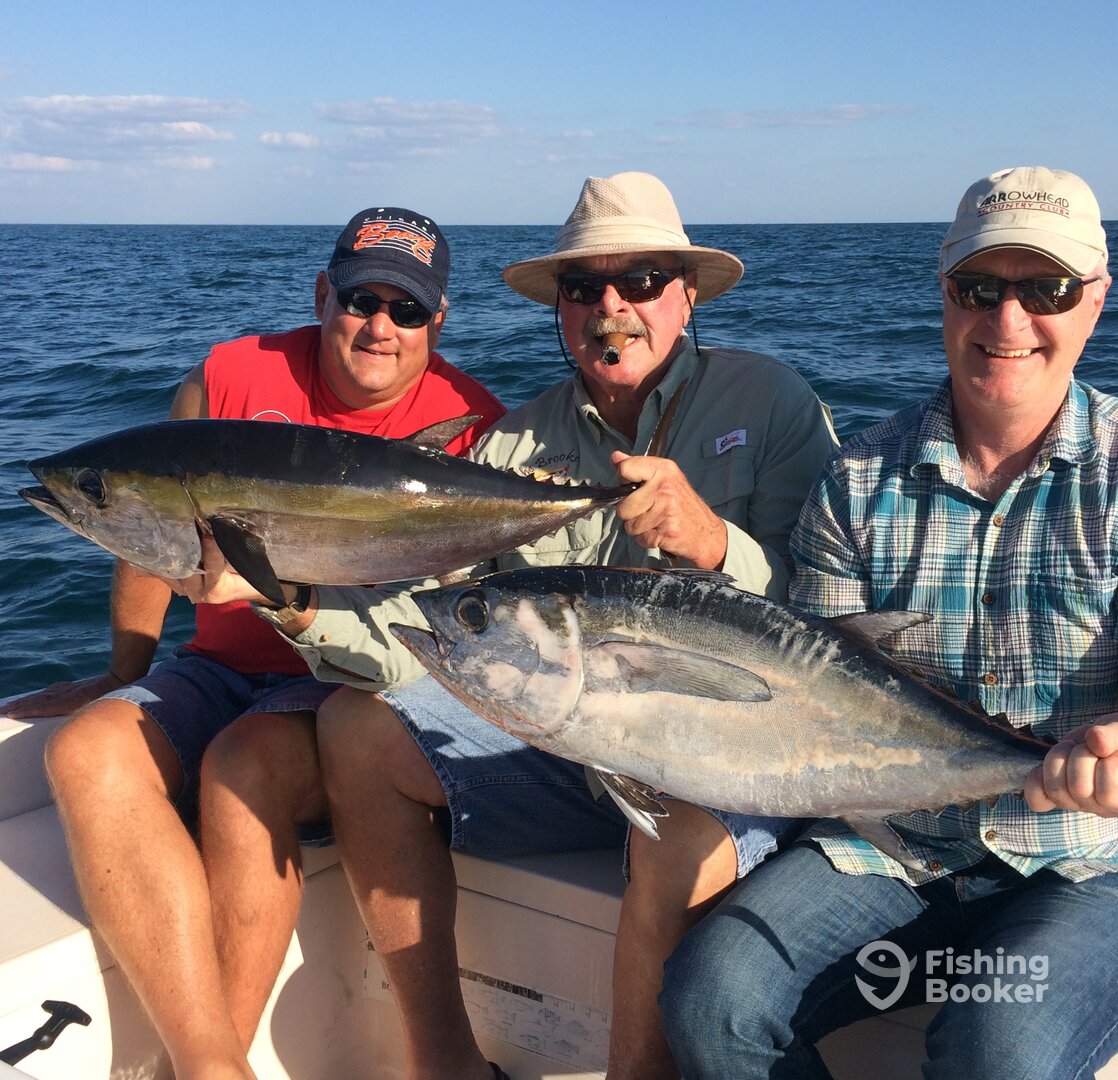 Very rare nearshore blackfin tunas
