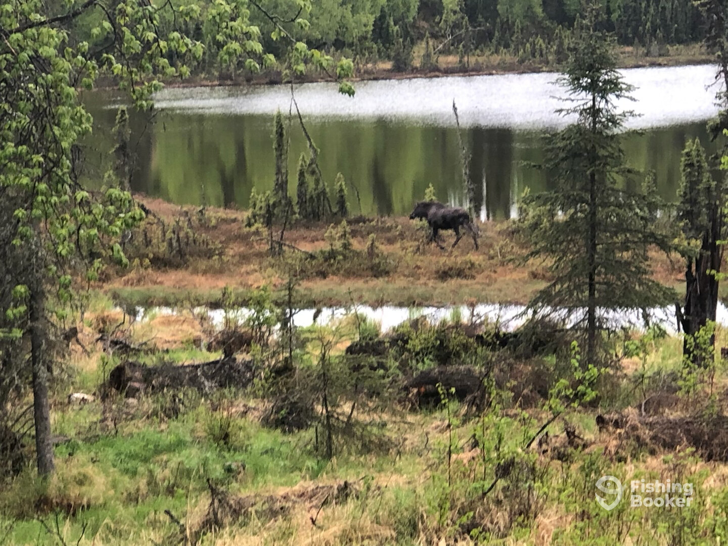 Kenai Report Photo 0