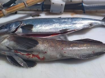 Best day of fishing this year, so far. 