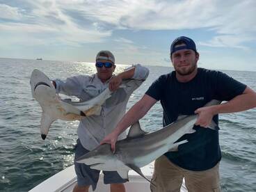 Sharks showing up in bulk!