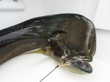 Quepos Report Photo 2