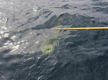 Quepos Report Photo 1