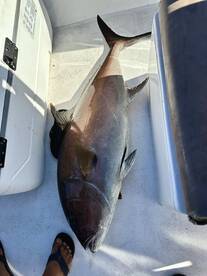 Amberjack! DALIKEN Sportfishing
