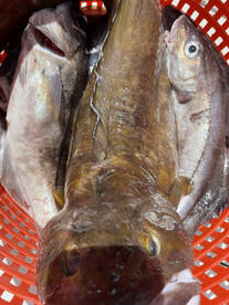 Gloucester Report Photo 2