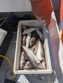 Gloucester Report Photo 2