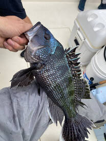 Point Pleasant Beach Report Photo 2