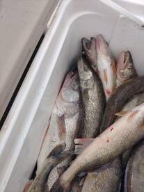 May 13 trip with Alexander guys