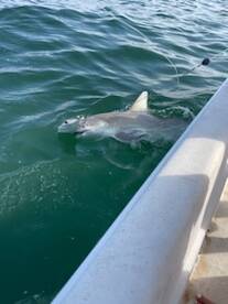 Cedar Key Report Photo 1