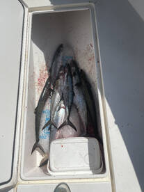 Great day with newlyweds Joe and Meghan