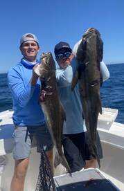 Cobia