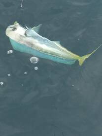 Panama City Report Photo 2