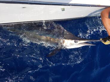 Ambition report 12th. December' 16