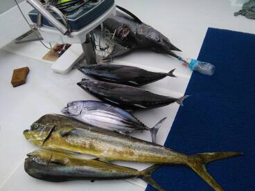 3 species caught on the same day