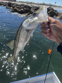 Cape Coral Report Photo 2