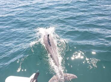 Apalachicola Report Photo 1