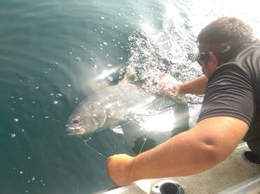 VIKING fishing jack crevalle
