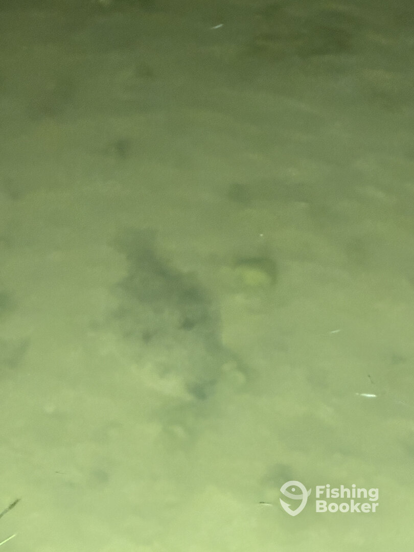 Galveston Report Photo 0