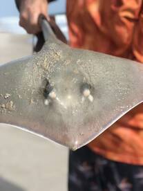 Cocoa Beach Report Photo 1