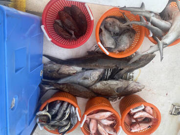 Great bottom fishing today on our 12 hou