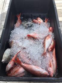 So you want to catch dinner