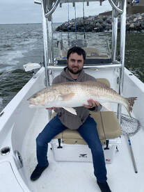 Balmy Bull Red Morning !