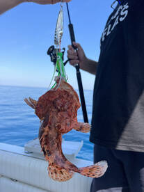 Vrsar Report Photo 4