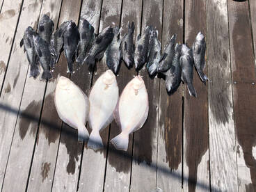 Sea bass and flounder