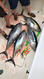 The Tuna Bite is HOT!!