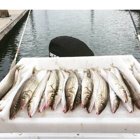 South Australia Report Photo 2