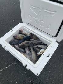 Seabass fishin has been outstanding