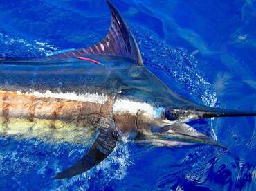 Ambition report 30th. December' 16