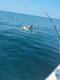 Port Orange Report Photo 1