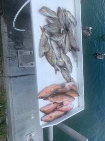 Amazing Offshore Bite!